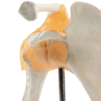 DARHMMY 1:1 Модел на раменната става Човек с Связками и Основен виртуален скелет Модел Анатомический Инструмент Анатомия на Костите Хора Медицинска